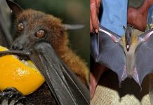 Fruit bats identified as source of Nipah virus spread